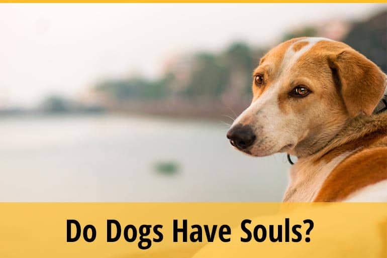 Do Dogs Have Souls? (Catholic &  Bible Reference)