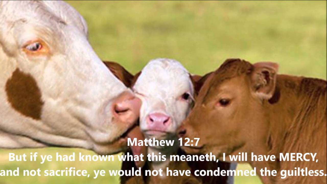 What does the bible say about eating meat and dairy ...